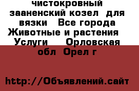 чистокровный зааненский козел  для вязки - Все города Животные и растения » Услуги   . Орловская обл.,Орел г.